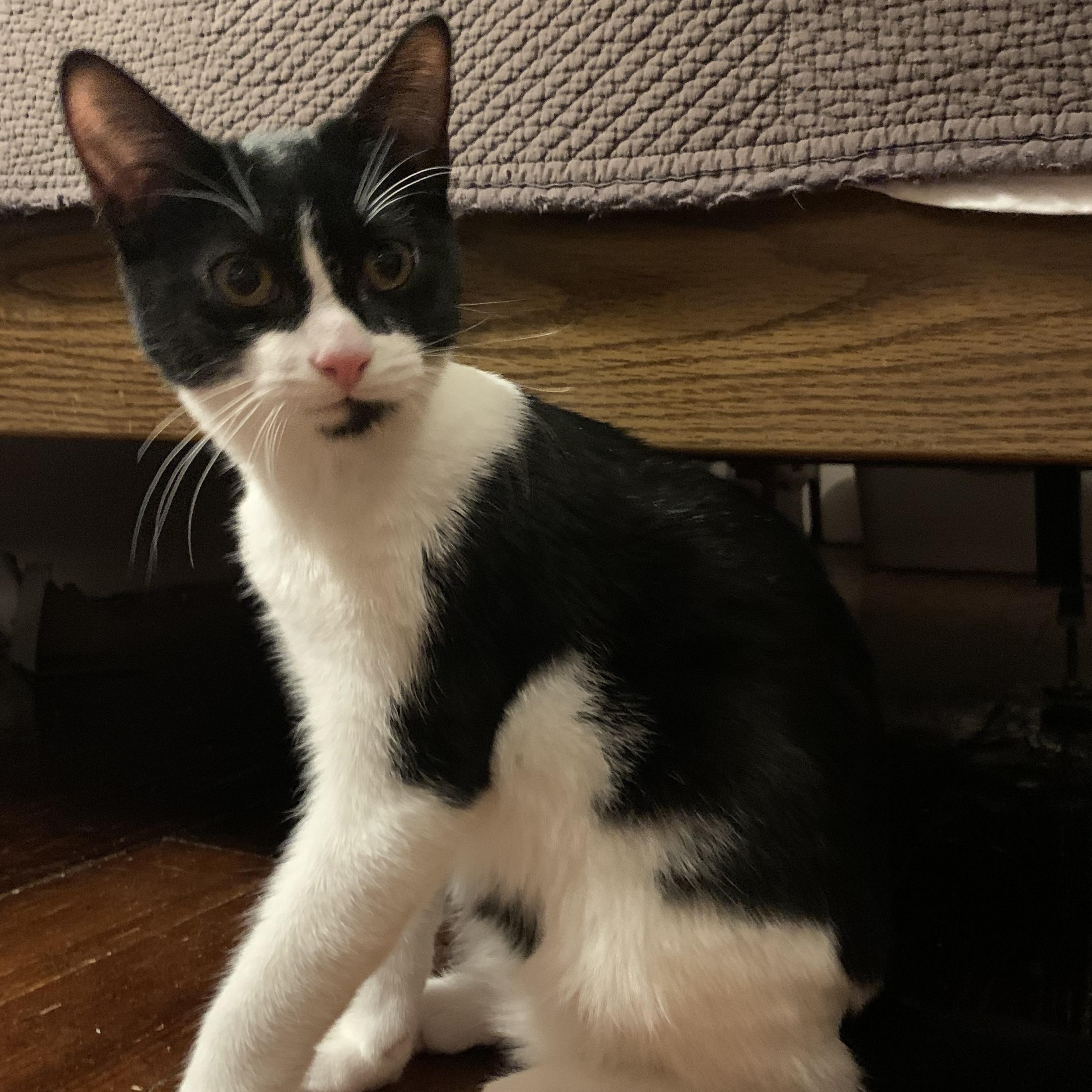 Enlarge Minnie, a Adoptable Domestic Short Hair in Avon, NY image 1/1