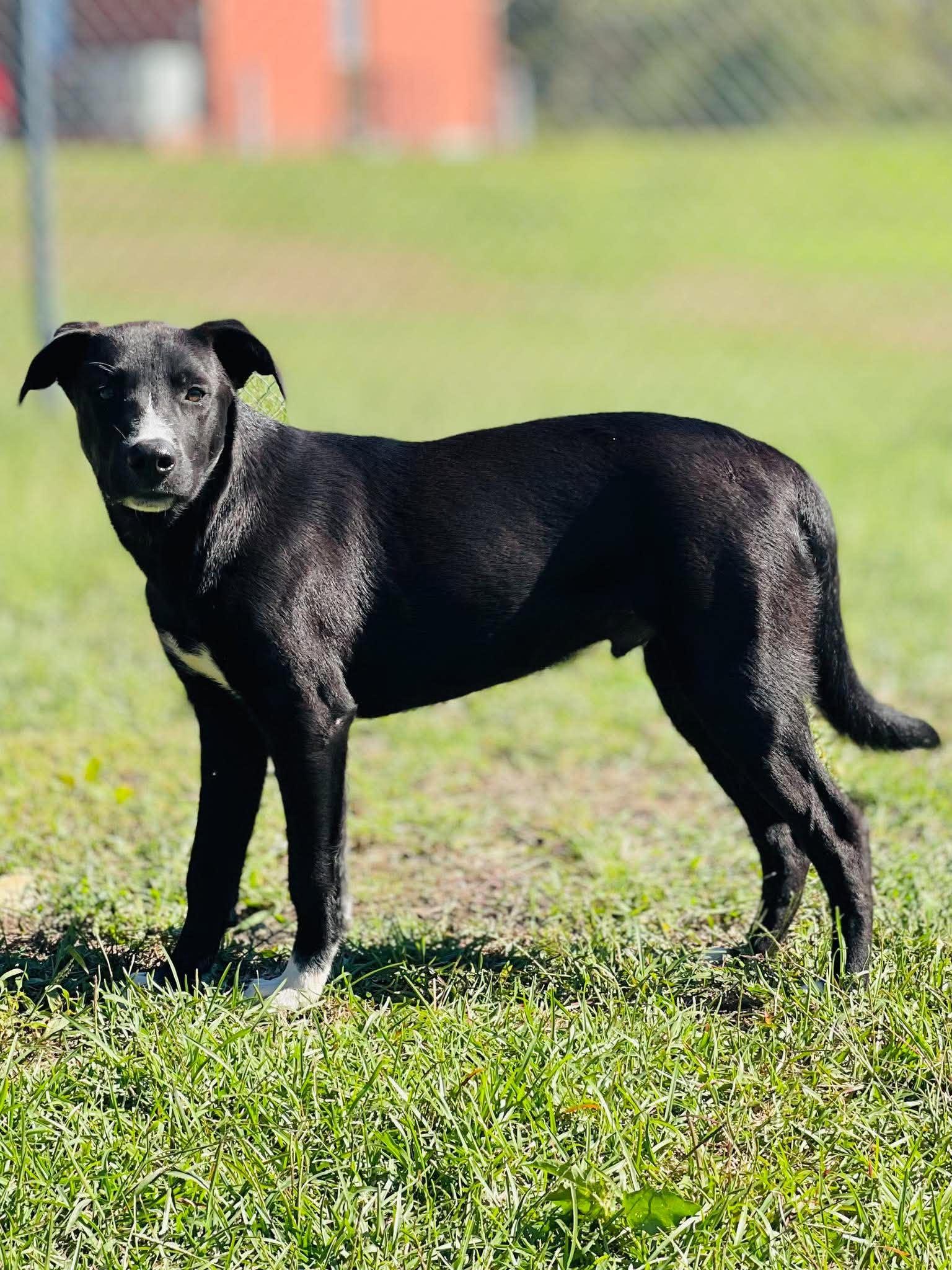 AC-5331 "Pancake", Adoptable, Young Male Black Labrador Retriever.