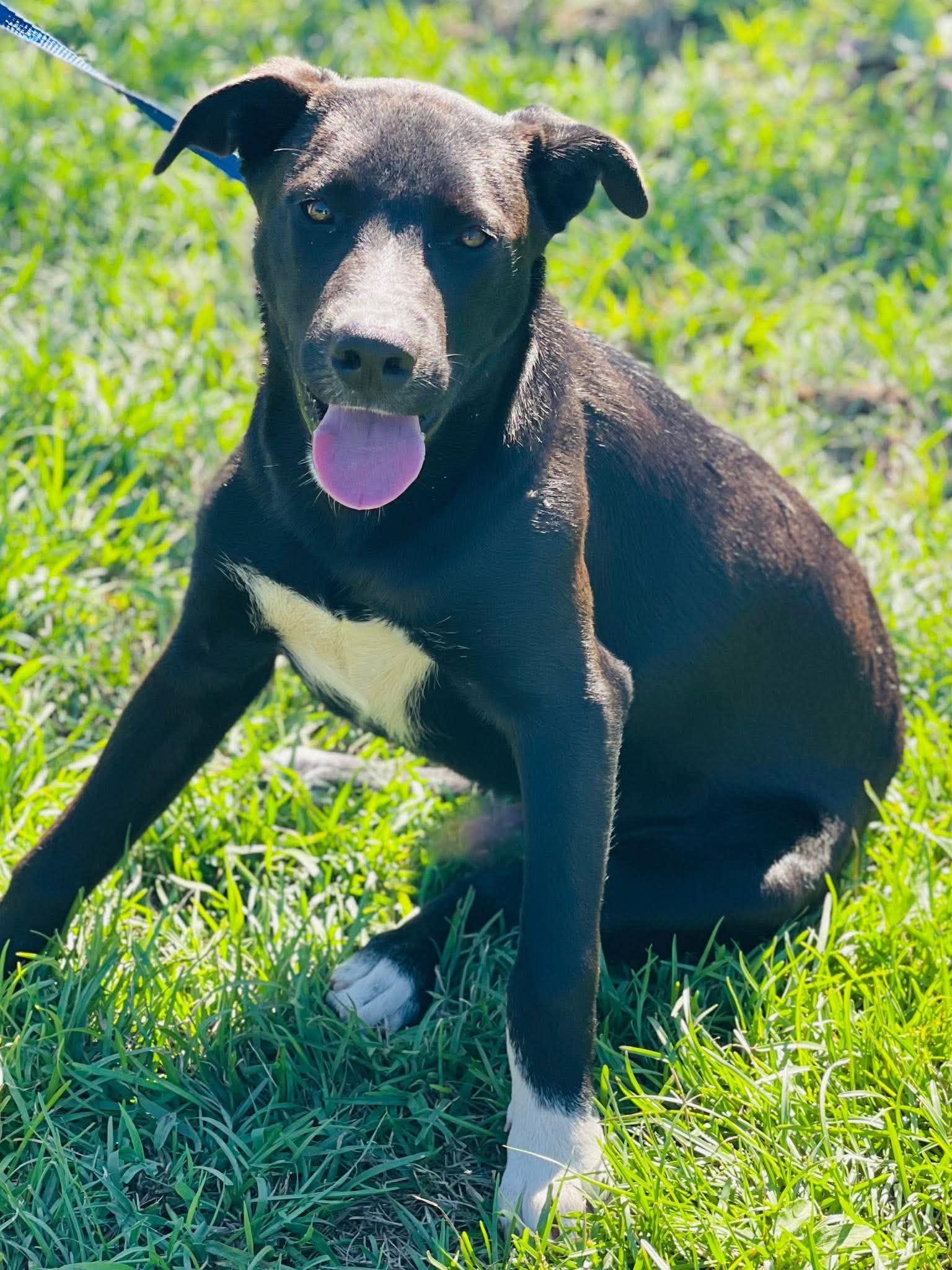 Enlarge AC-5331 "Pancake", a Adoptable mixed breed in Conyers, GA image 3/3