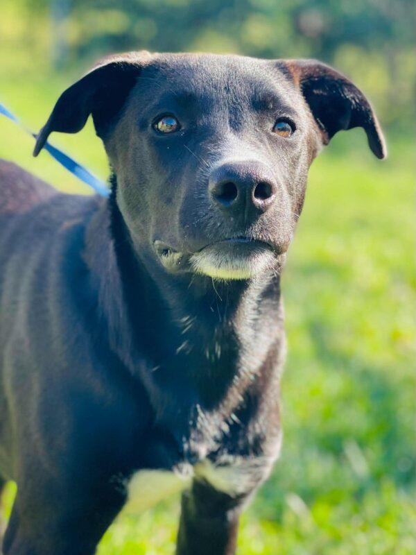 Enlarge AC-5331 "Pancake", a Adoptable mixed breed in Conyers, GA image 2/3