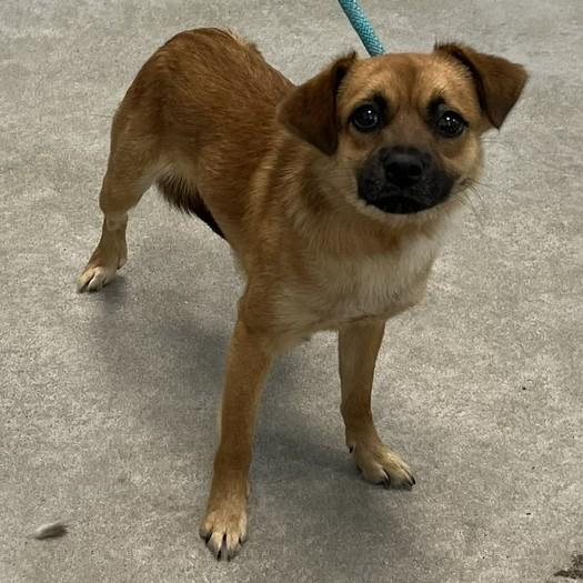 Noodle, an adopted mixed breed in Albany, NY image 2/2