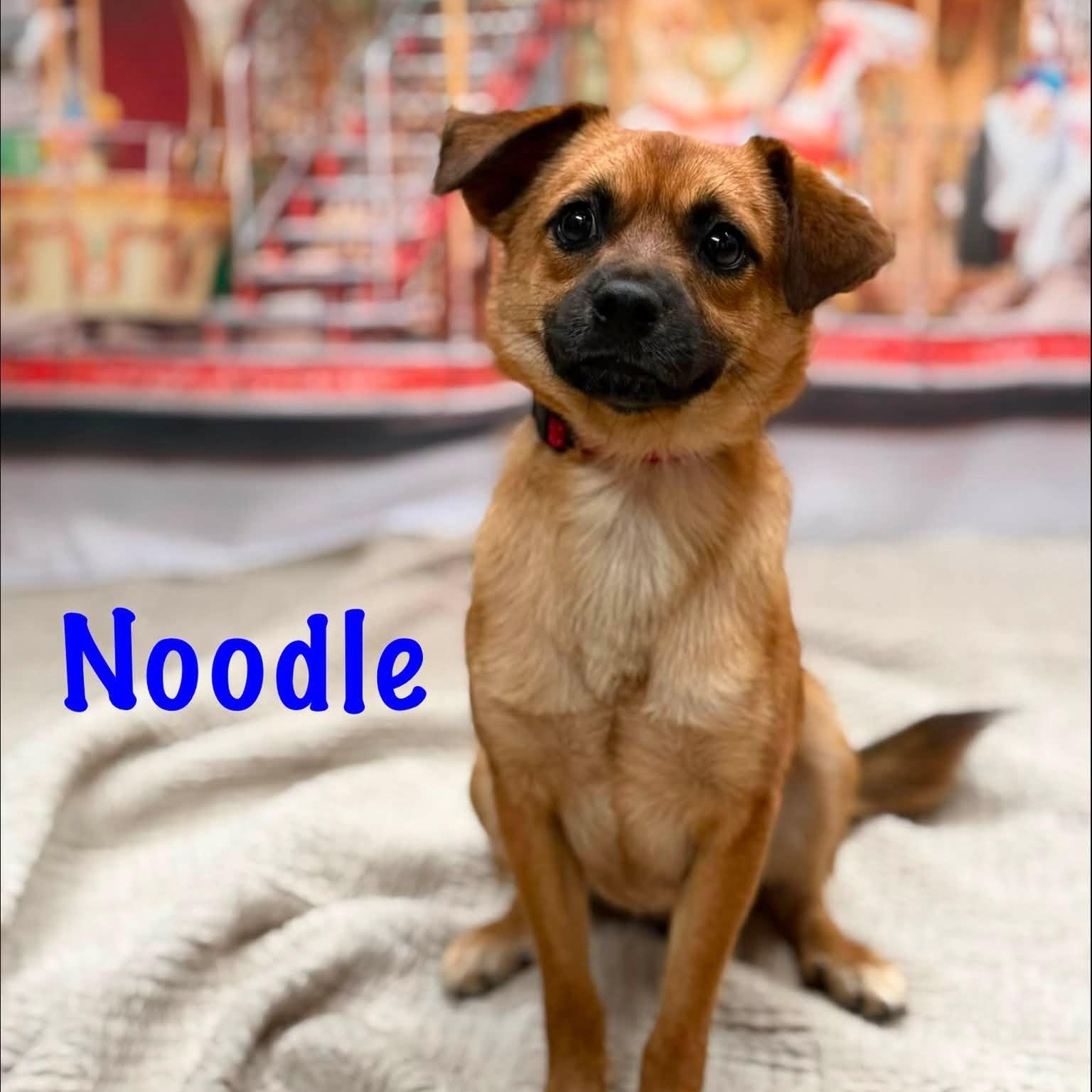 Noodle, adopted, Young Male Pomeranian & Pug.