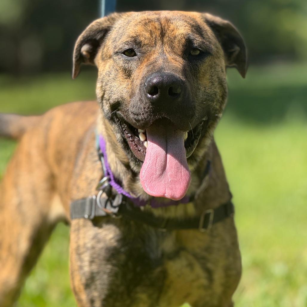 Ragnar, a Adoptable Mixed Breed in Sonoma, CA image 1/6