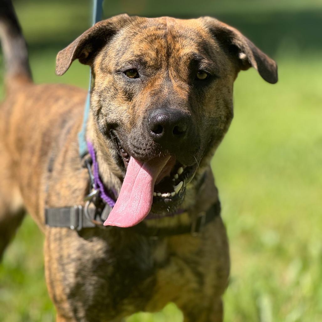 Ragnar, a Adoptable Mixed Breed in Sonoma, CA image 2/6