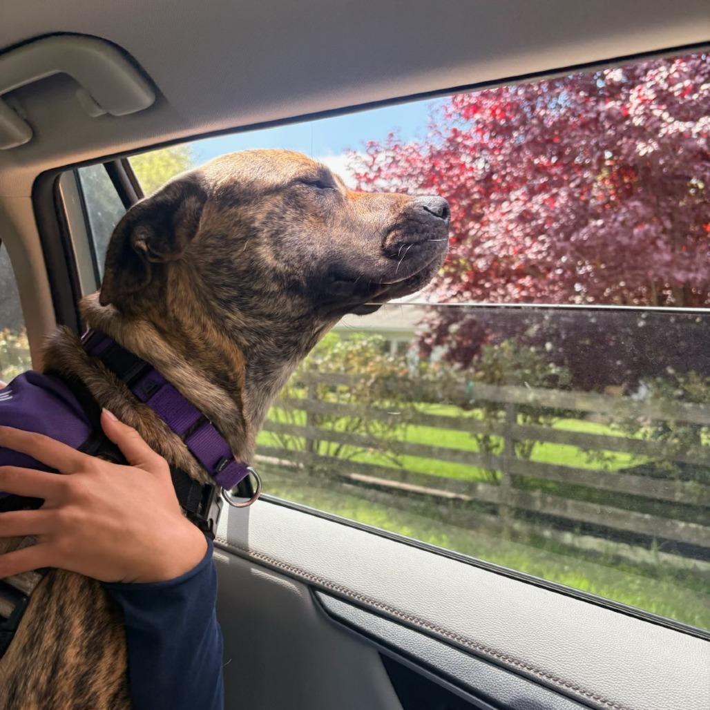 Ragnar, a Adoptable Mixed Breed in Sonoma, CA image 3/6