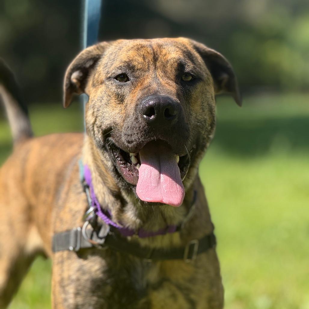 Ragnar, a Adoptable Mixed Breed in Sonoma, CA image 3/6