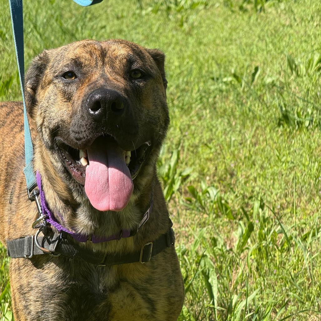 Ragnar, a Adoptable Mixed Breed in Sonoma, CA image 5/6