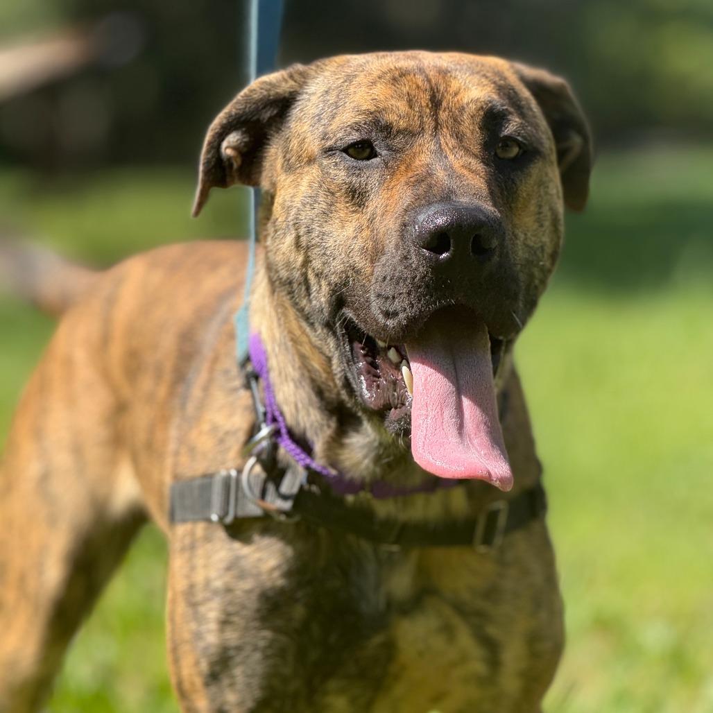 Ragnar, a Adoptable Mixed Breed in Sonoma, CA image 6/6