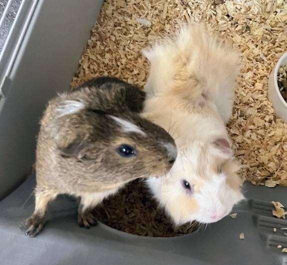 Lilo and Stitch, an adopted Guinea Pig in Cocoa, FL image 2/2