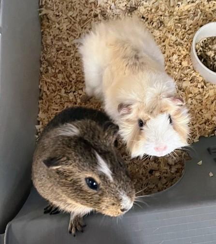Lilo and Stitch, an adopted Guinea Pig in Cocoa, FL image 1/2
