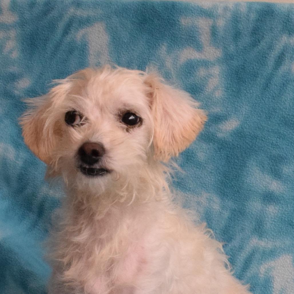 Clement, a Adoptable mixed breed in Eureka, CA image 1/3