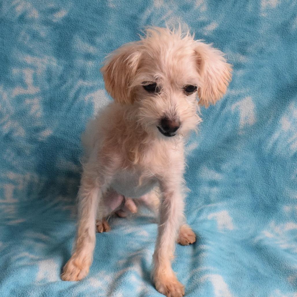 Clement, a Adoptable mixed breed in Eureka, CA image 2/3