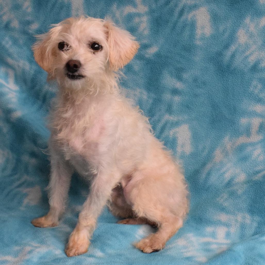 Clement, a Adoptable mixed breed in Eureka, CA image 3/3