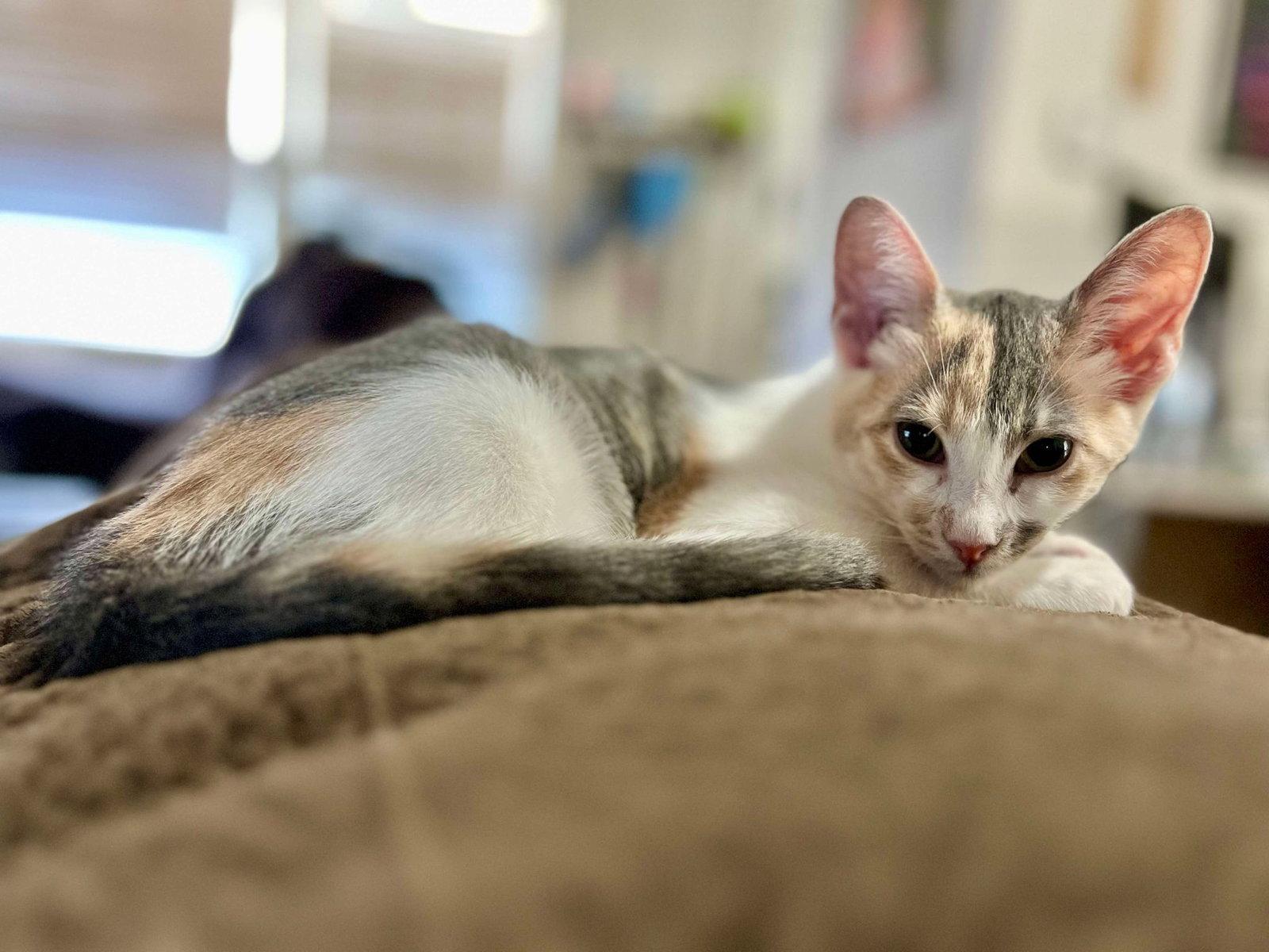 Skye, Adopted, Young Female Calico.