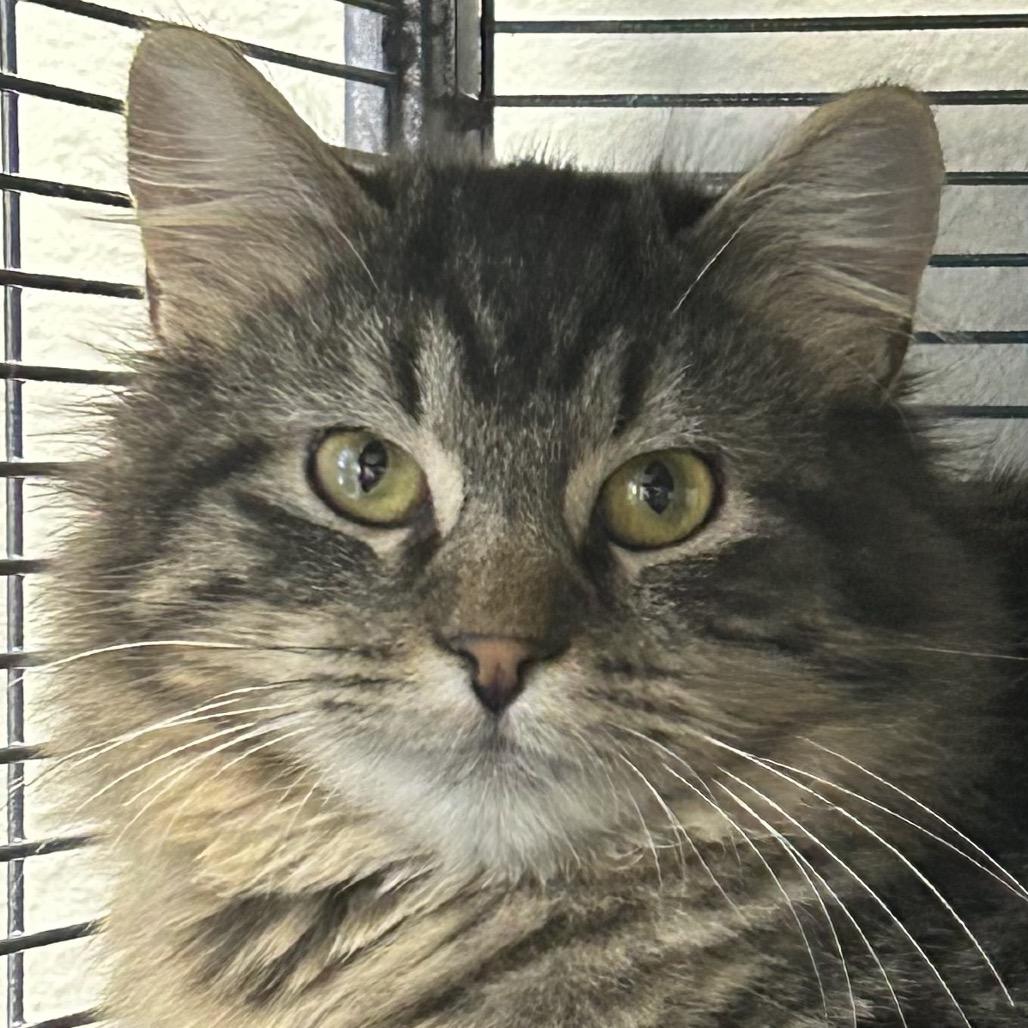 Nix, a Adoptable Domestic Long Hair in Hannibal, MO image 1/2