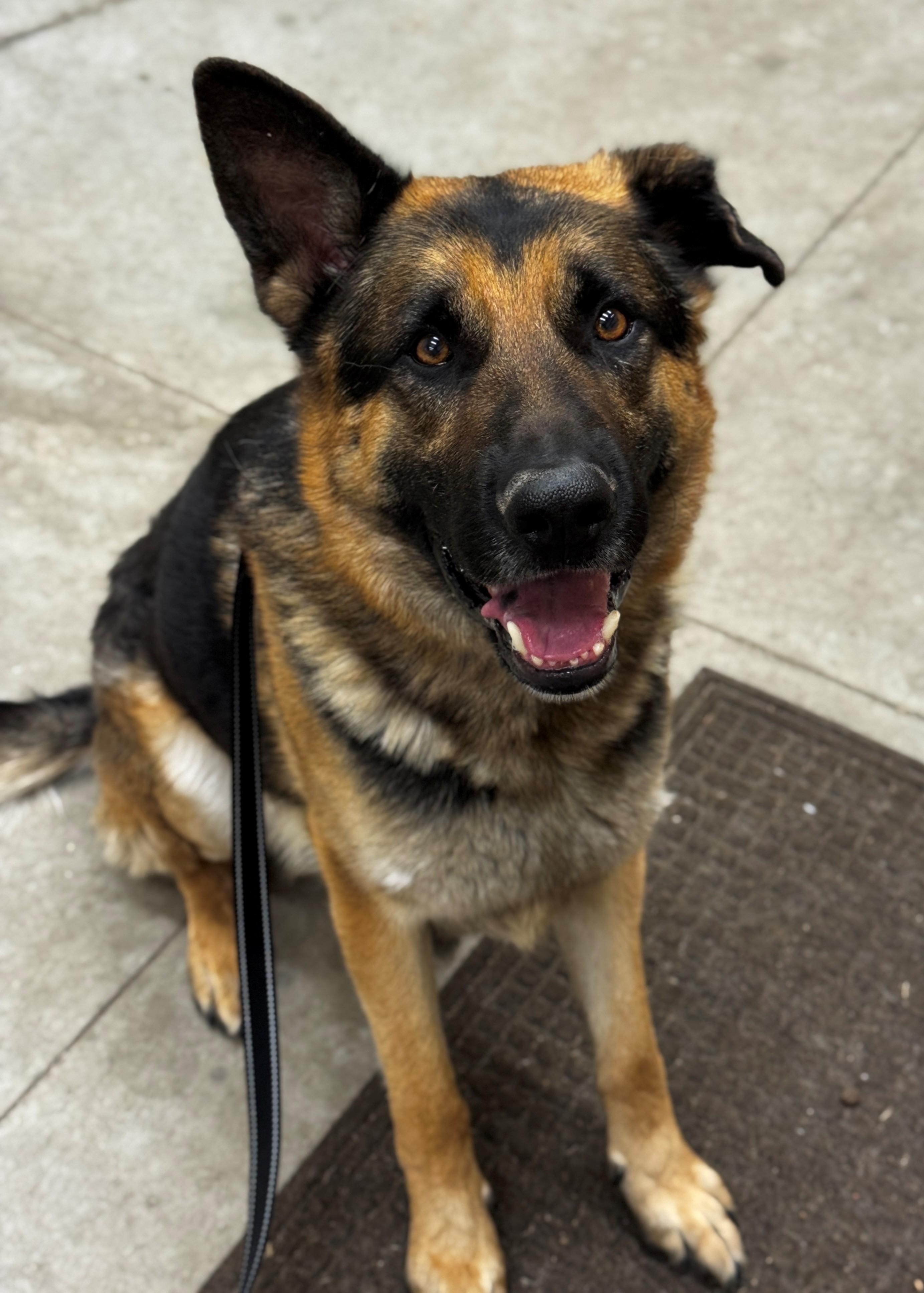 Beau, an adoptable German Shepherd Dog in Hackensack, MN, 56452 | Photo Image 1