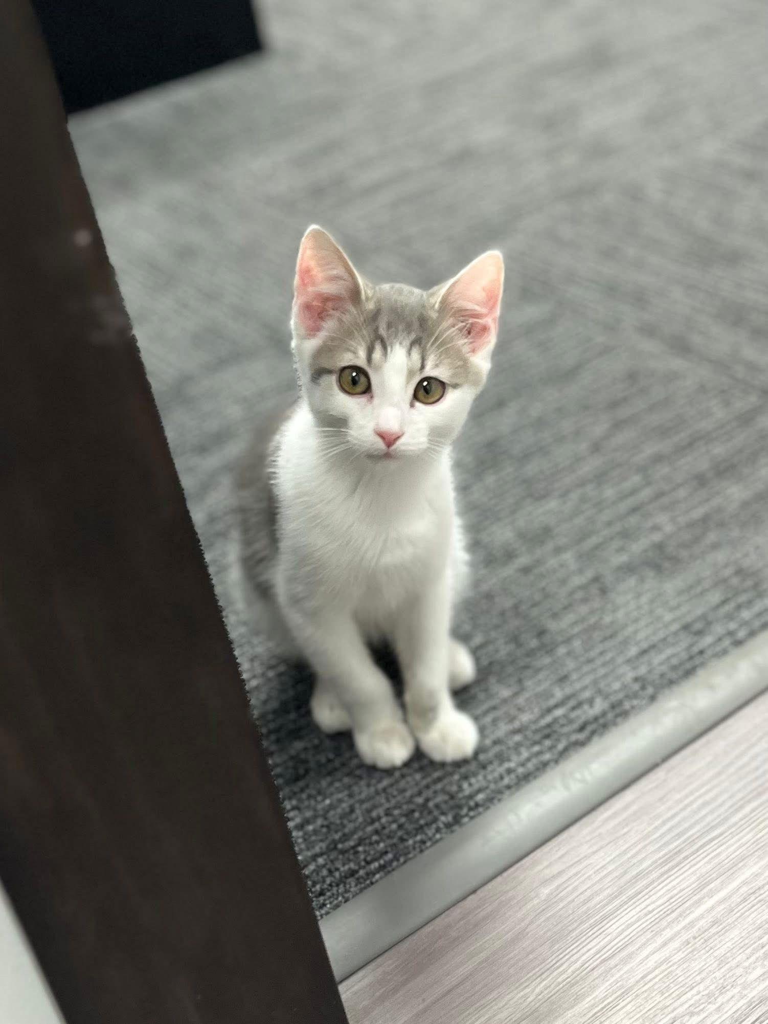 Pugsley (The Addams Family Litter), Adoptable, Kitten Male Domestic Short Hair.