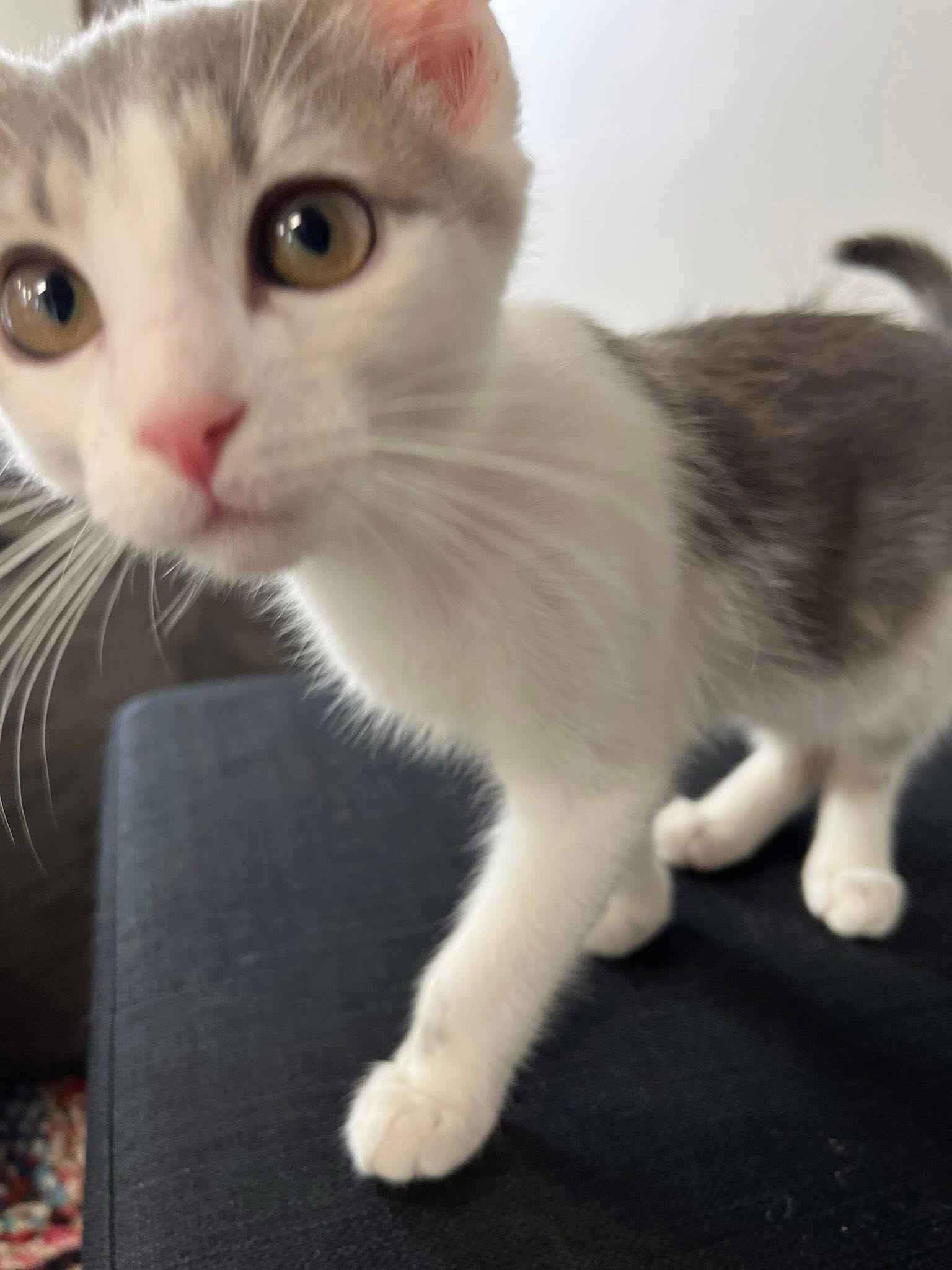 Enlarge Pugsley (The Addams Family Litter), a Adoptable Domestic Short Hair in Mattoon, IL image 3/3