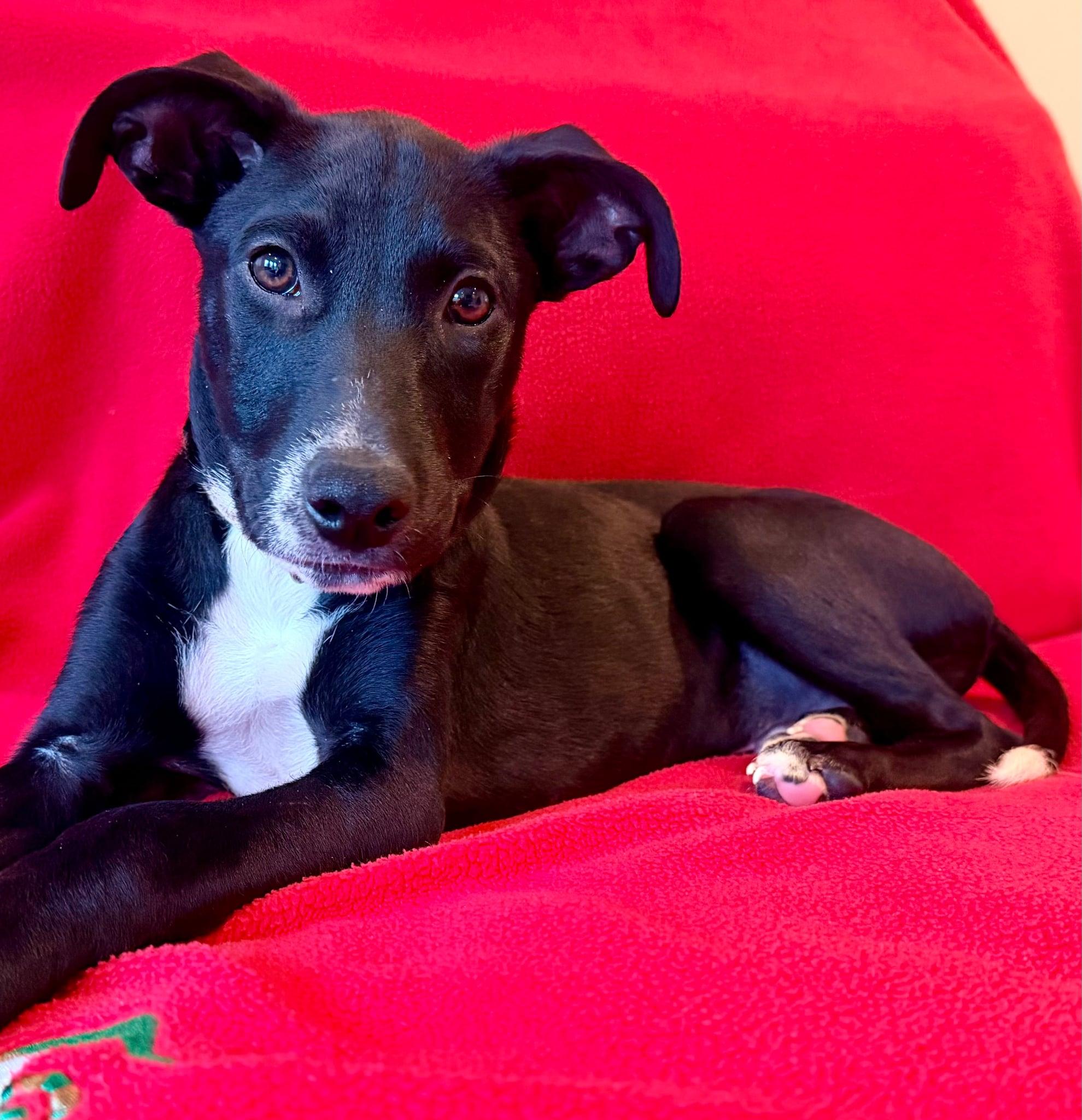 Tux, Adoptable, Young Male Labrador Retriever & Terrier.