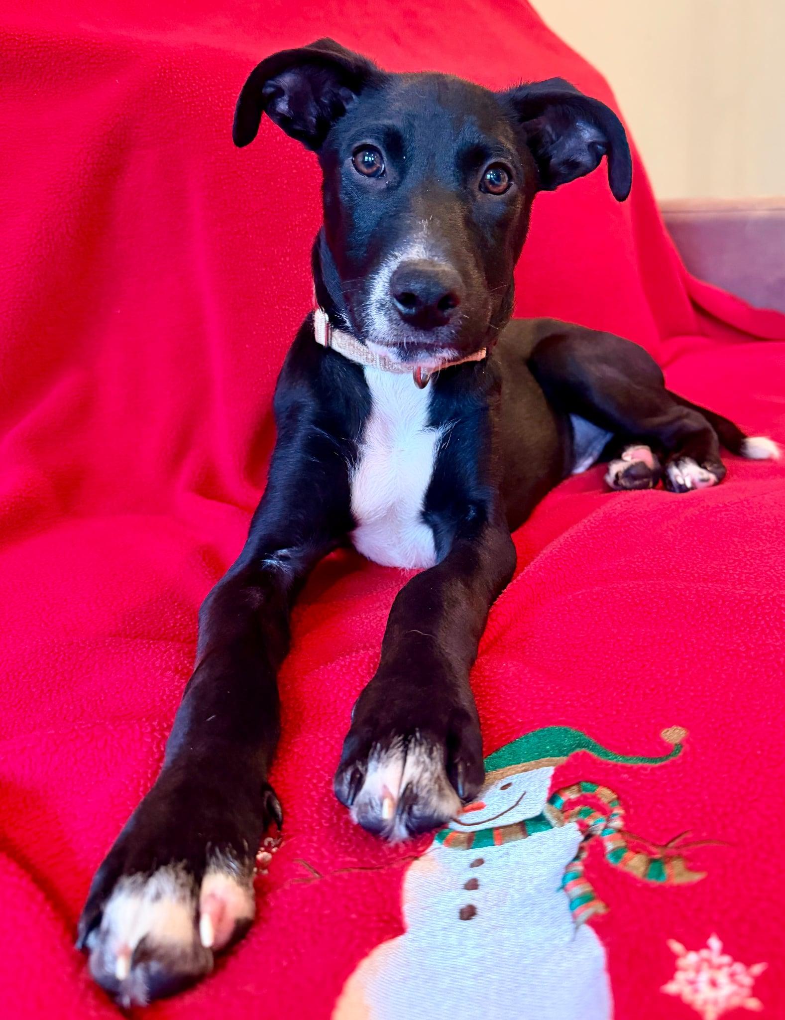 Enlarge Tux, a Adoptable mixed breed in Atlanta, GA image 2/2