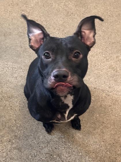 Lexi