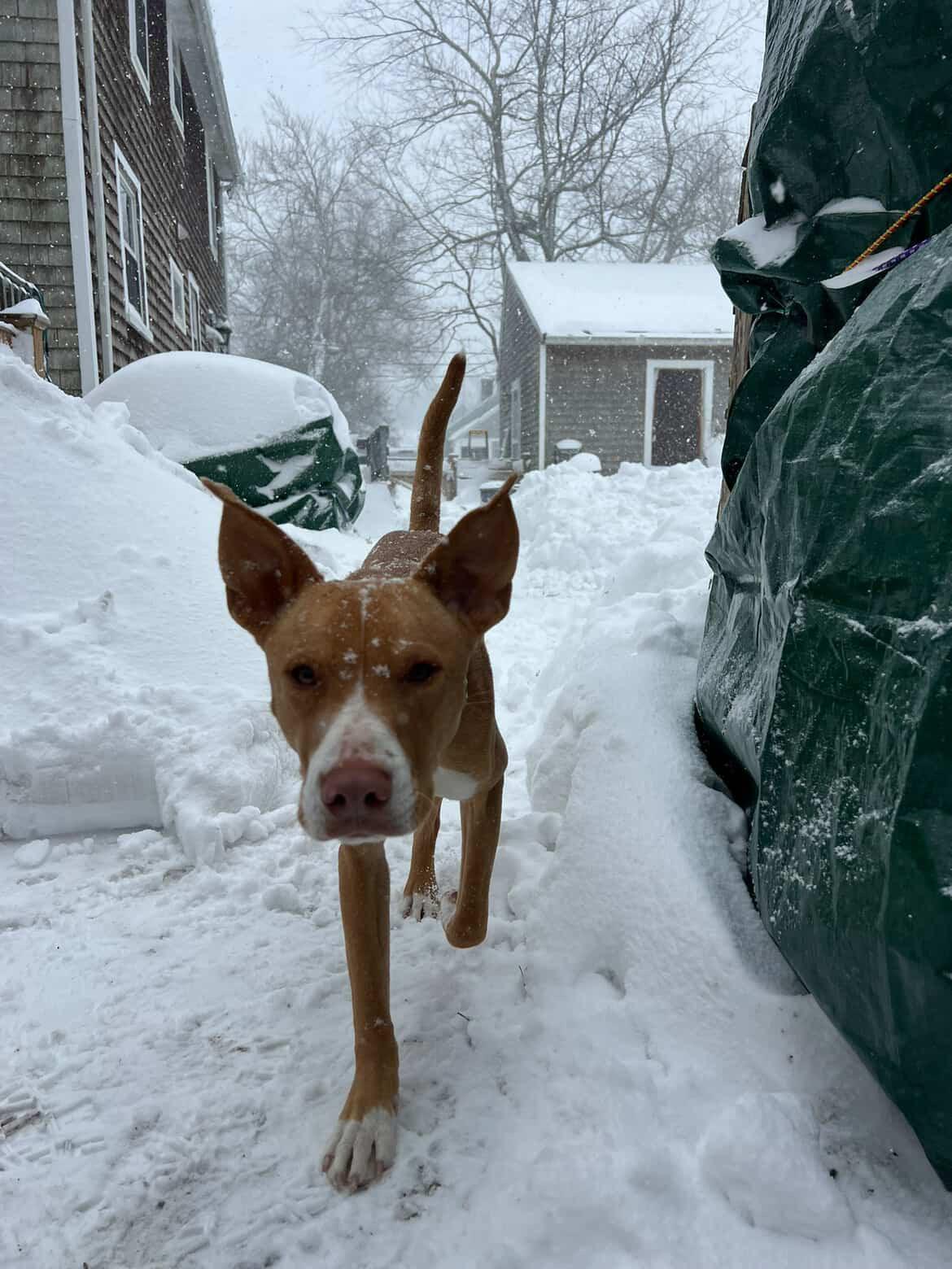 Enlarge Indy , an adopted mixed breed in Pembroke, MA image 5/5