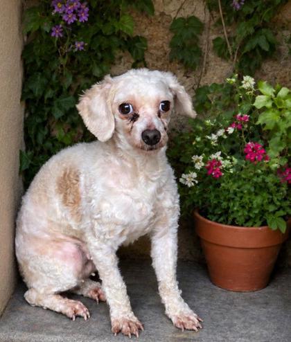 Enlarge Scarlet, a Adoptable Poodle in Kinzers , PA image 1/1