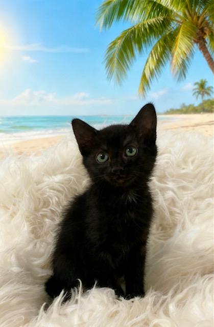 Salsa, Adoptable, Kitten Male Domestic Short Hair.