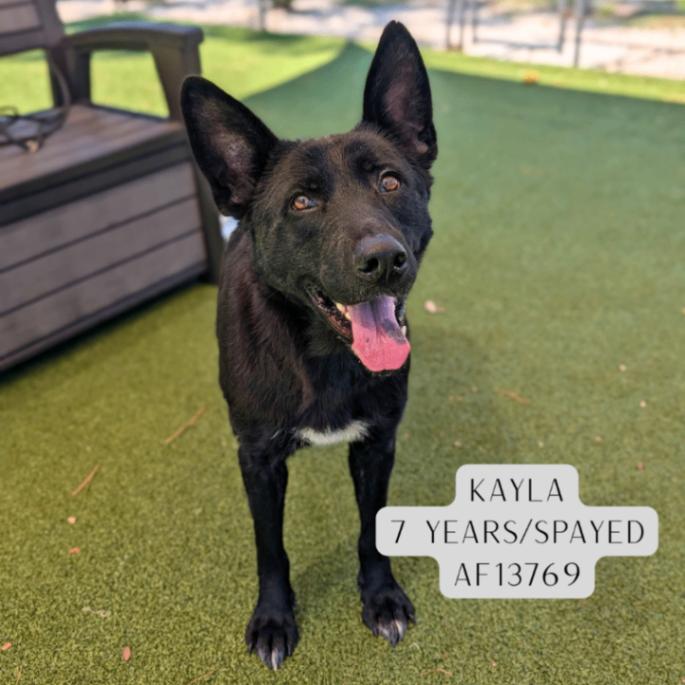 Kayla, Adoptable, Adult Female German Shepherd Dog.