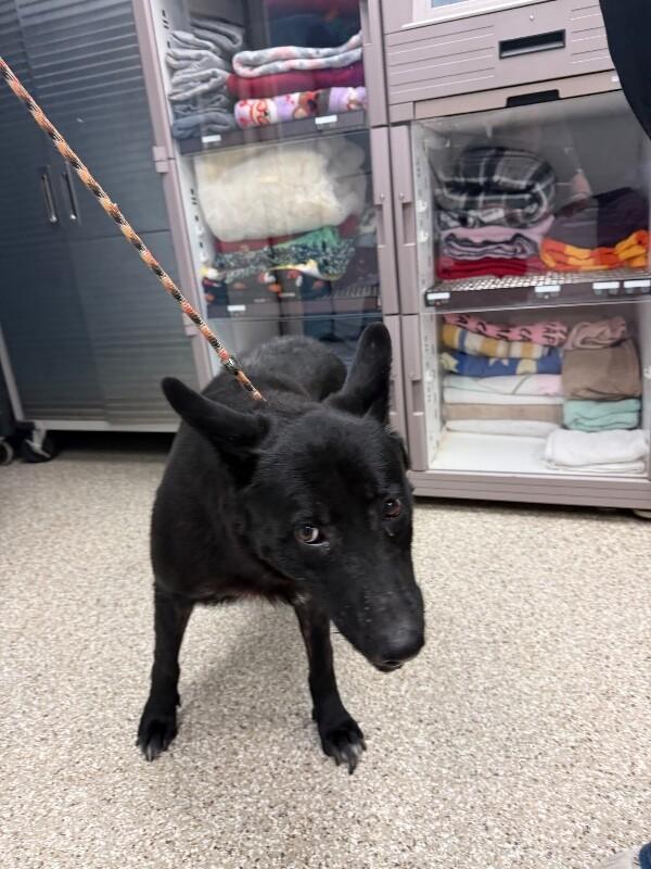 Enlarge Kayla, a Adoptable German Shepherd Dog in Supply, NC image 2/2