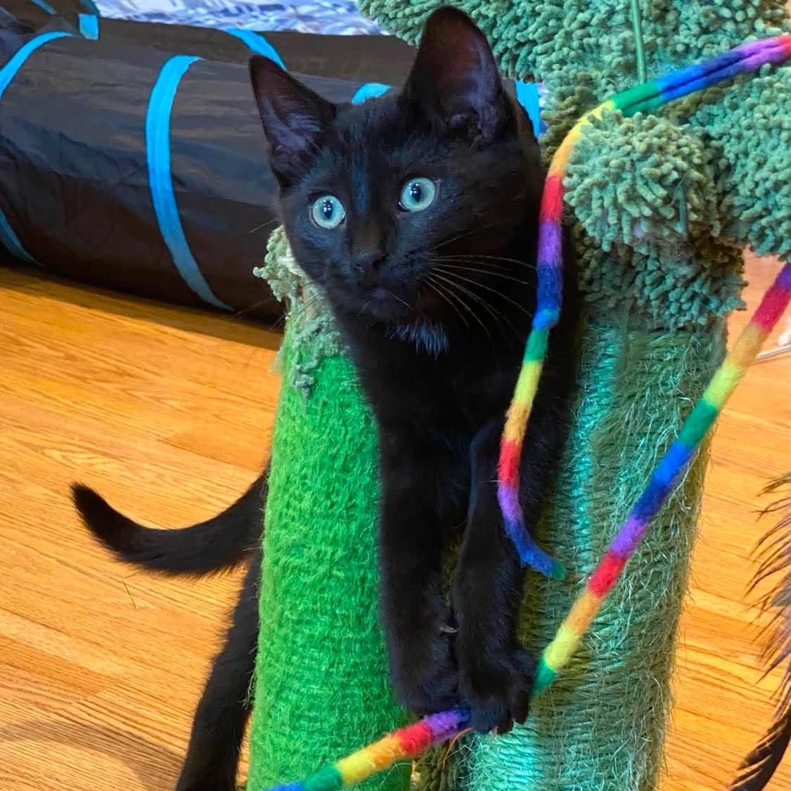 Clover ( needs a cat friend), adoptable, Kitten Female Domestic Short Hair.