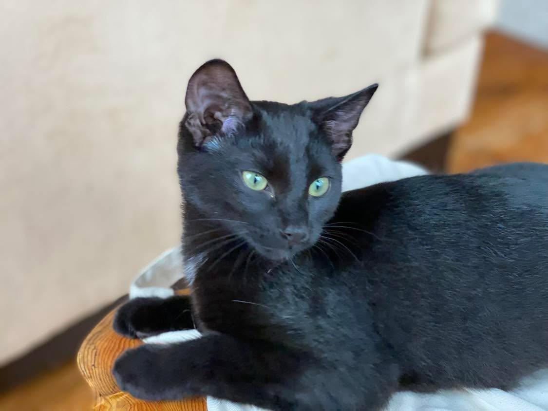 Clover ( and Little Stella), an adoptable Domestic Short Hair in Montreal, QC image 3/6