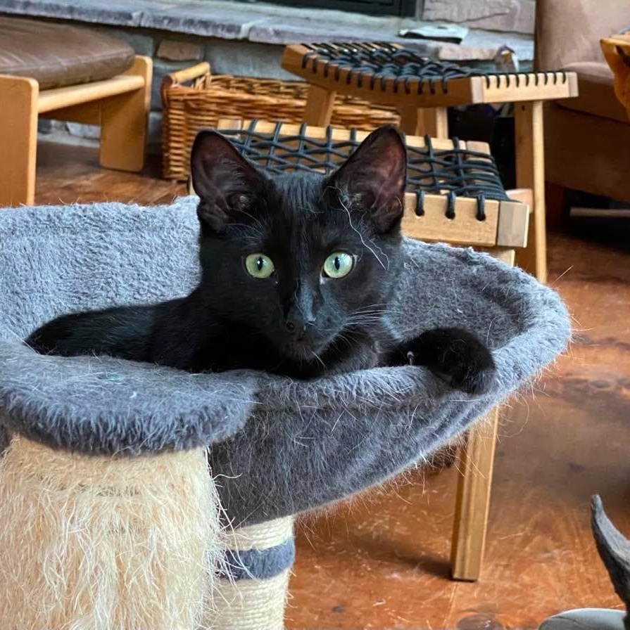 Clover ( and Little Stella), adoptable, Kitten Female Domestic Short Hair.