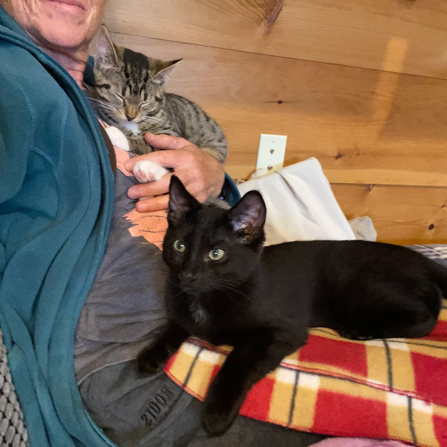 Clover ( and Little Stella), an adoptable Domestic Short Hair in Montreal, QC image 5/6