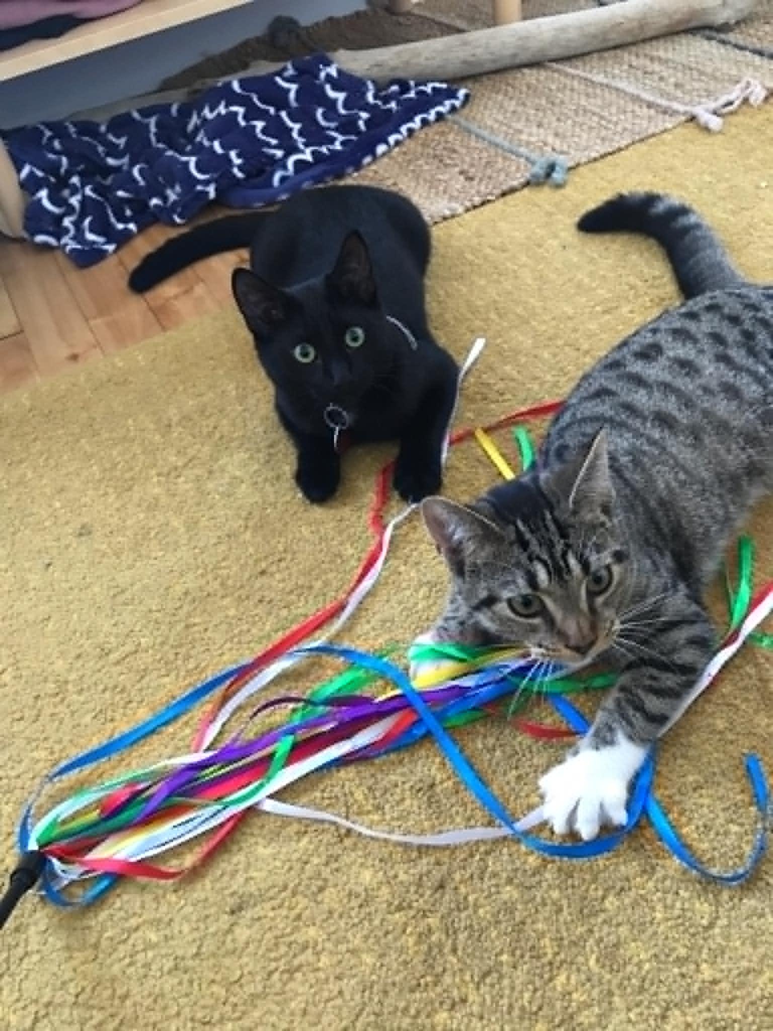 Enlarge Clover ( and Little Stella), a Adopted Domestic Short Hair in Montreal, QC image 4/6