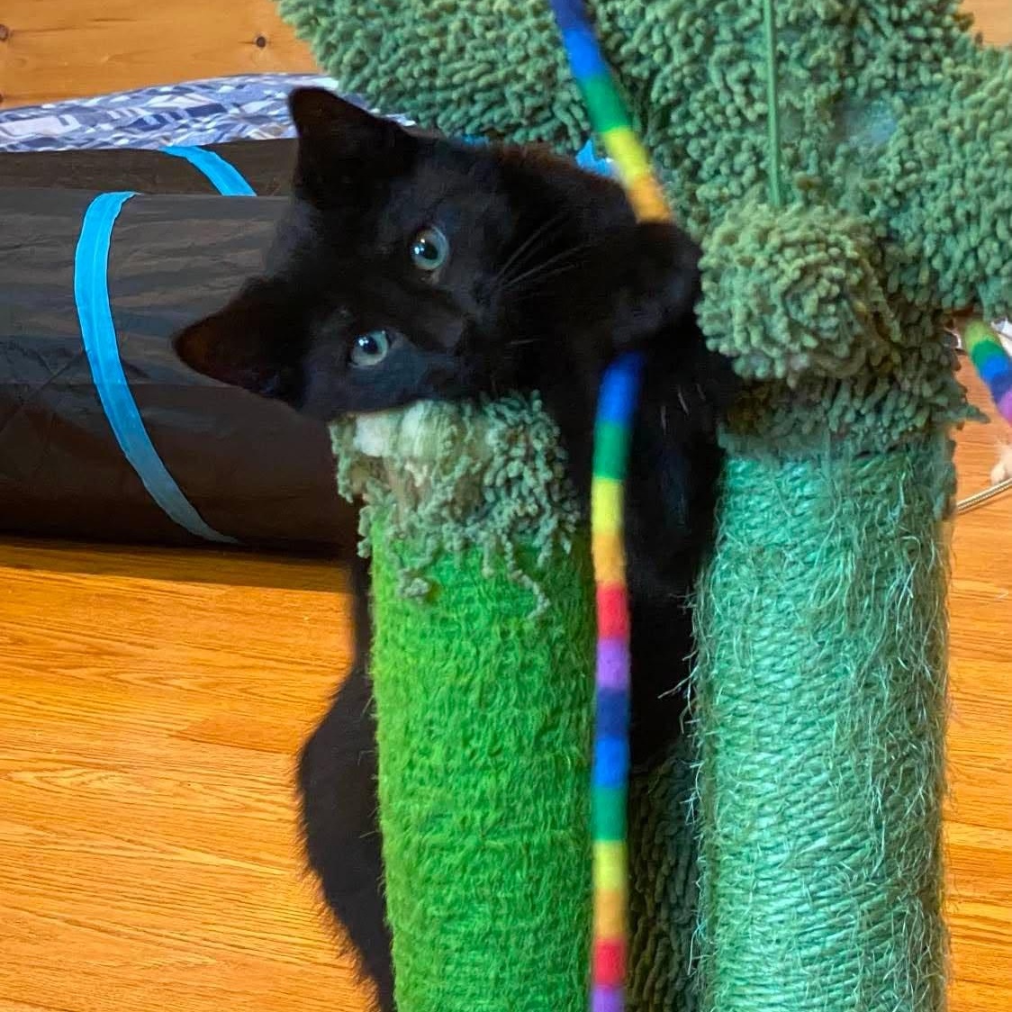 Clover ( needs a cat friend), an adoptable Domestic Short Hair in Montreal, QC image 2/4