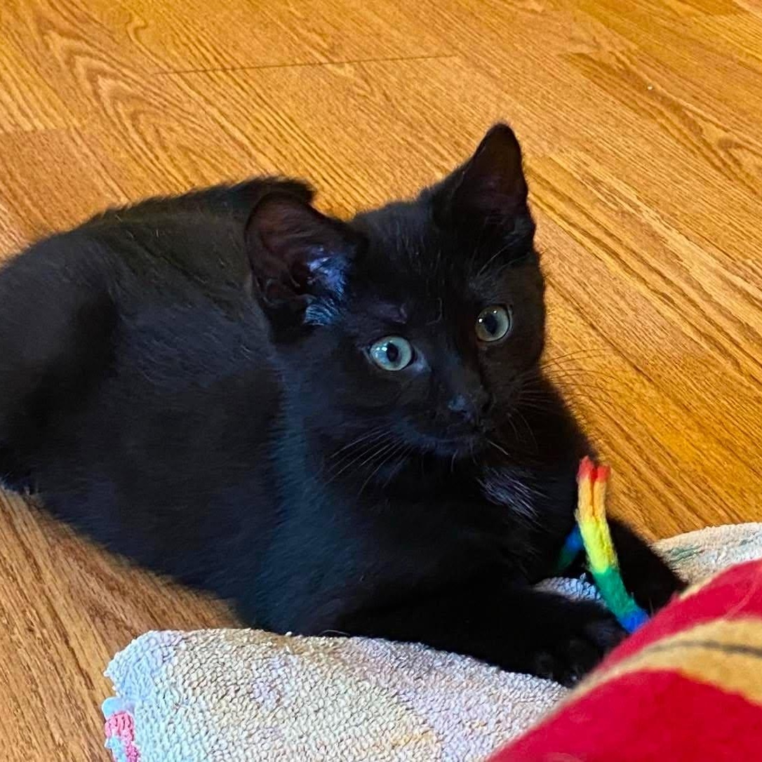 Clover ( needs a cat friend), an adoptable Domestic Short Hair in Montreal, QC image 3/4