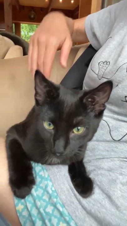 Enlarge Clover ( and Little Stella), an adoptable Domestic Short Hair in Montreal, QC video 2/6