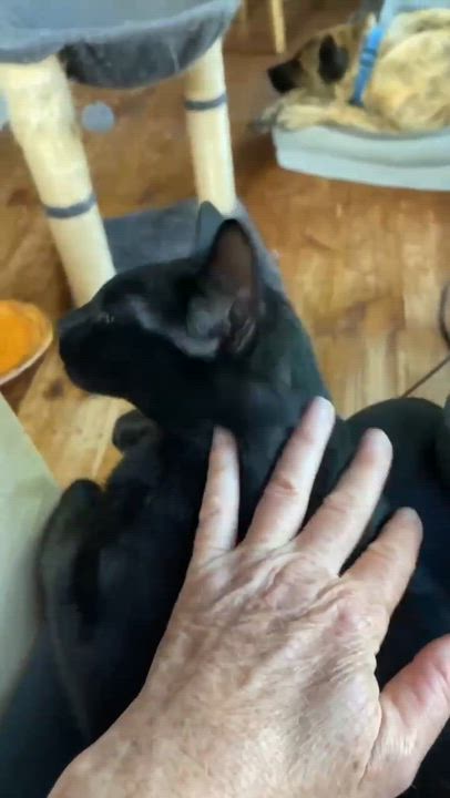 Enlarge Clover ( and Little Stella), a Adopted Domestic Short Hair in Montreal, QC video 6/6