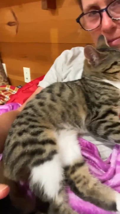 Enlarge Clover ( and Little Stella), an adoptable Domestic Short Hair in Montreal, QC video 6/6