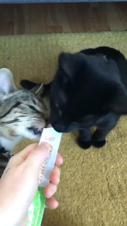 Enlarge Clover ( and Little Stella), a Adopted Domestic Short Hair in Montreal, QC video 5/6