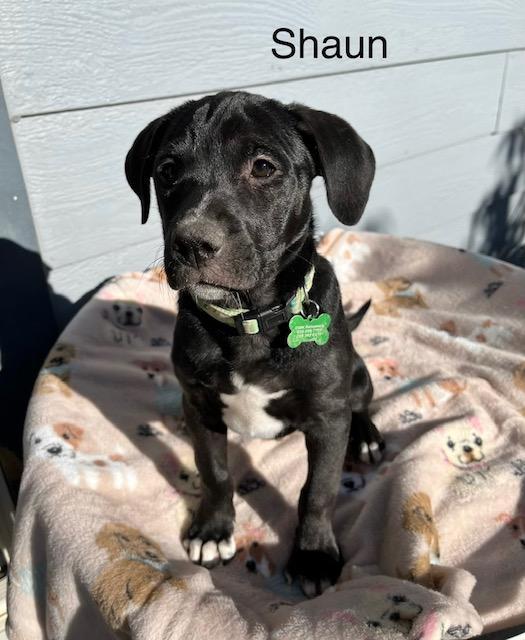 Enlarge Shaun, a Adoptable mixed breed in Littleton, CO image 1/5
