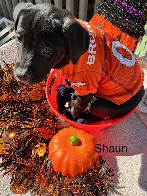 Enlarge Shaun, a Adoptable mixed breed in Littleton, CO image 2/5