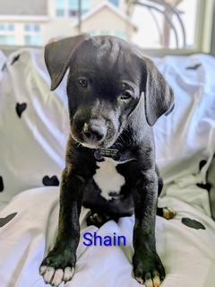Enlarge Shaun, a Adoptable mixed breed in Littleton, CO image 4/5