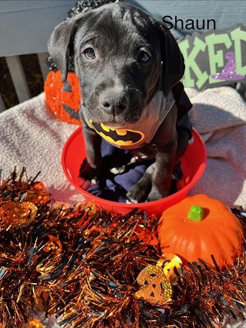 Enlarge Shaun, a Adoptable mixed breed in Littleton, CO image 5/5