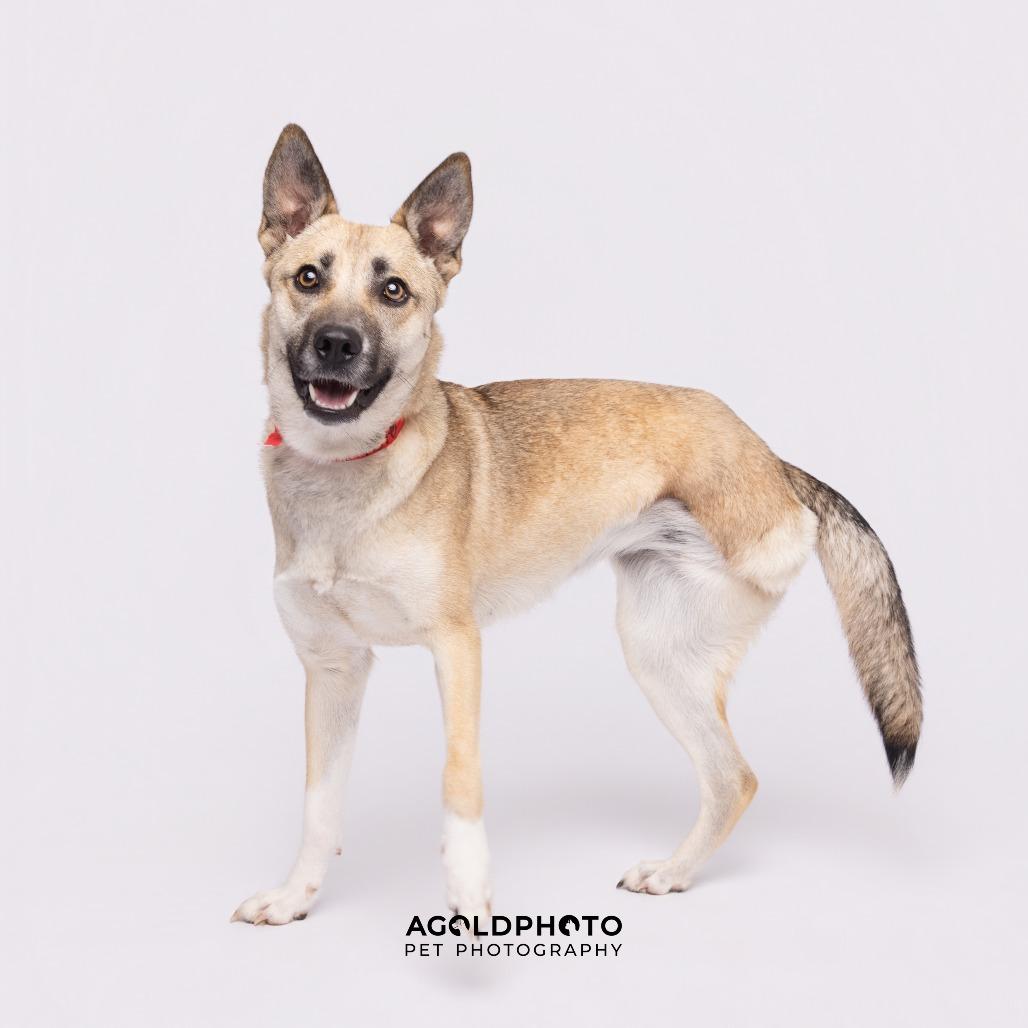 Mangle, Adoptable, Young Female German Shepherd Dog & German Shepherd Dog.