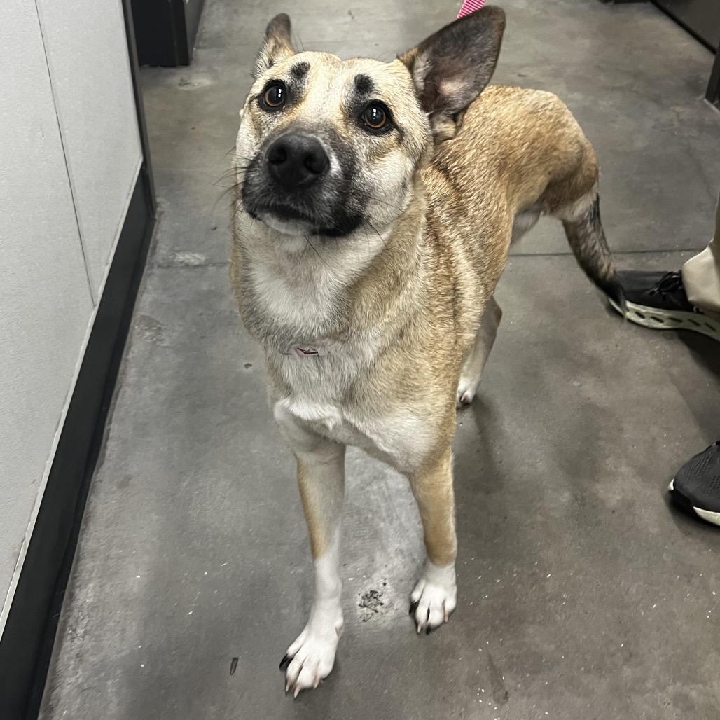 Mangle, a Adoptable mixed breed in Tampa, FL image 2/4