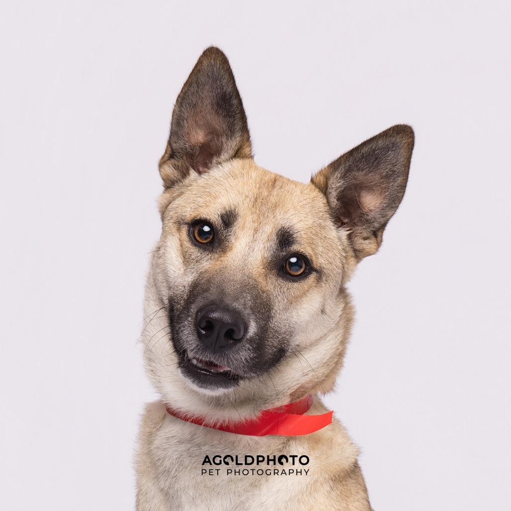 Mangle, a Adoptable mixed breed in Tampa, FL image 3/4
