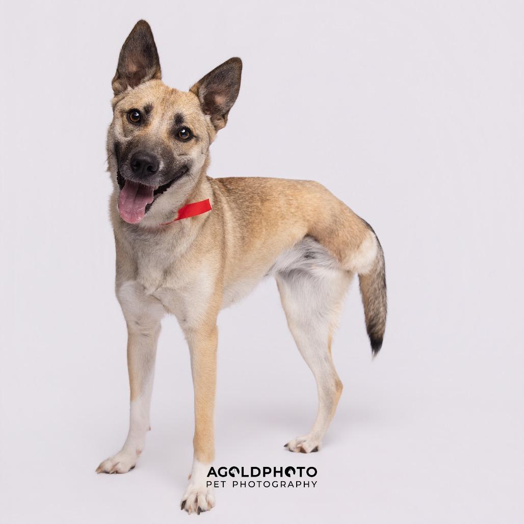 Mangle, a Adoptable mixed breed in Tampa, FL image 4/4