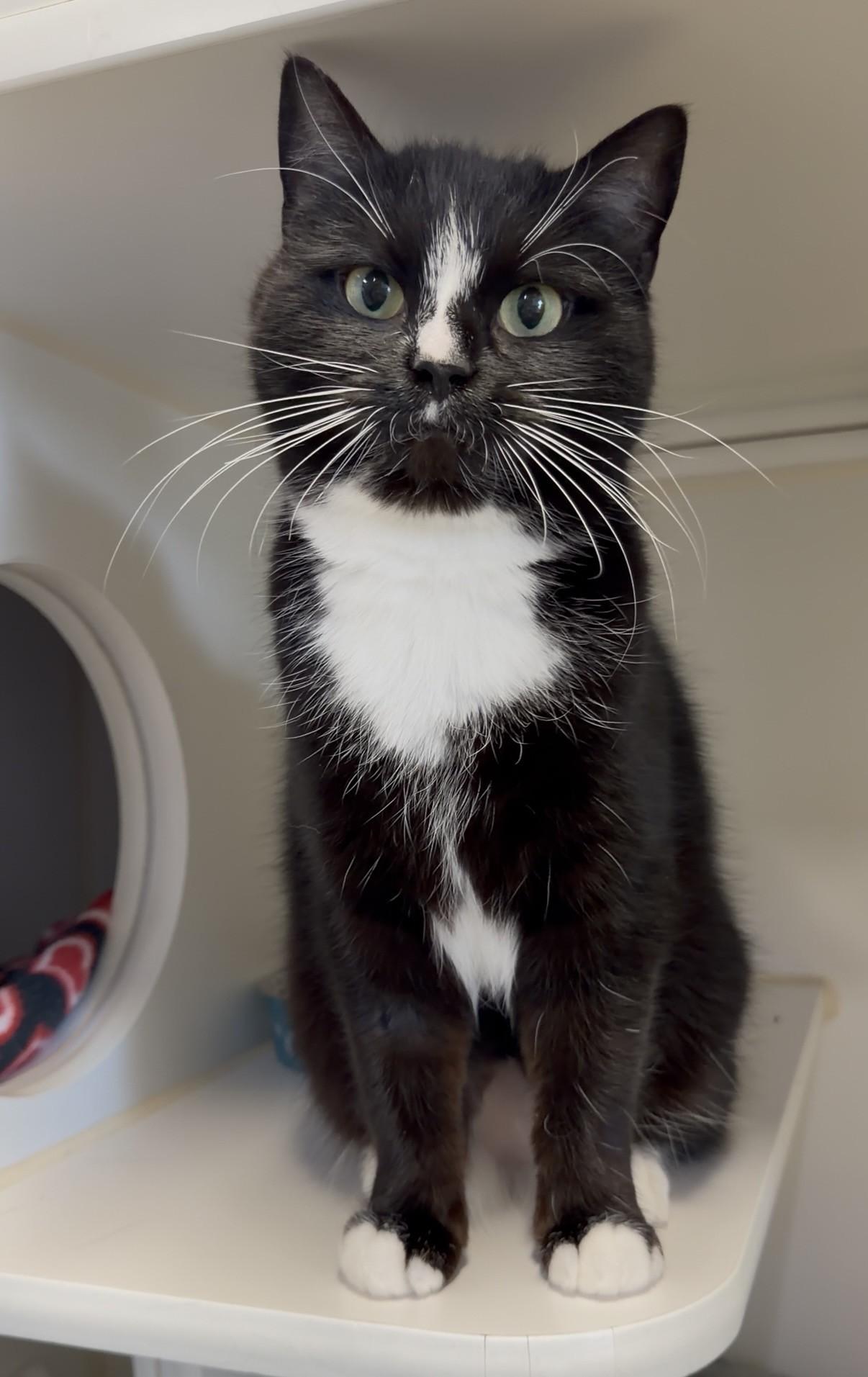 Enlarge Smitten, a ADOPTABLE Domestic Short Hair in Delta, BC image 2/2